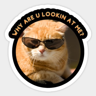 Ginger Cat, Why are you looking at me Sticker